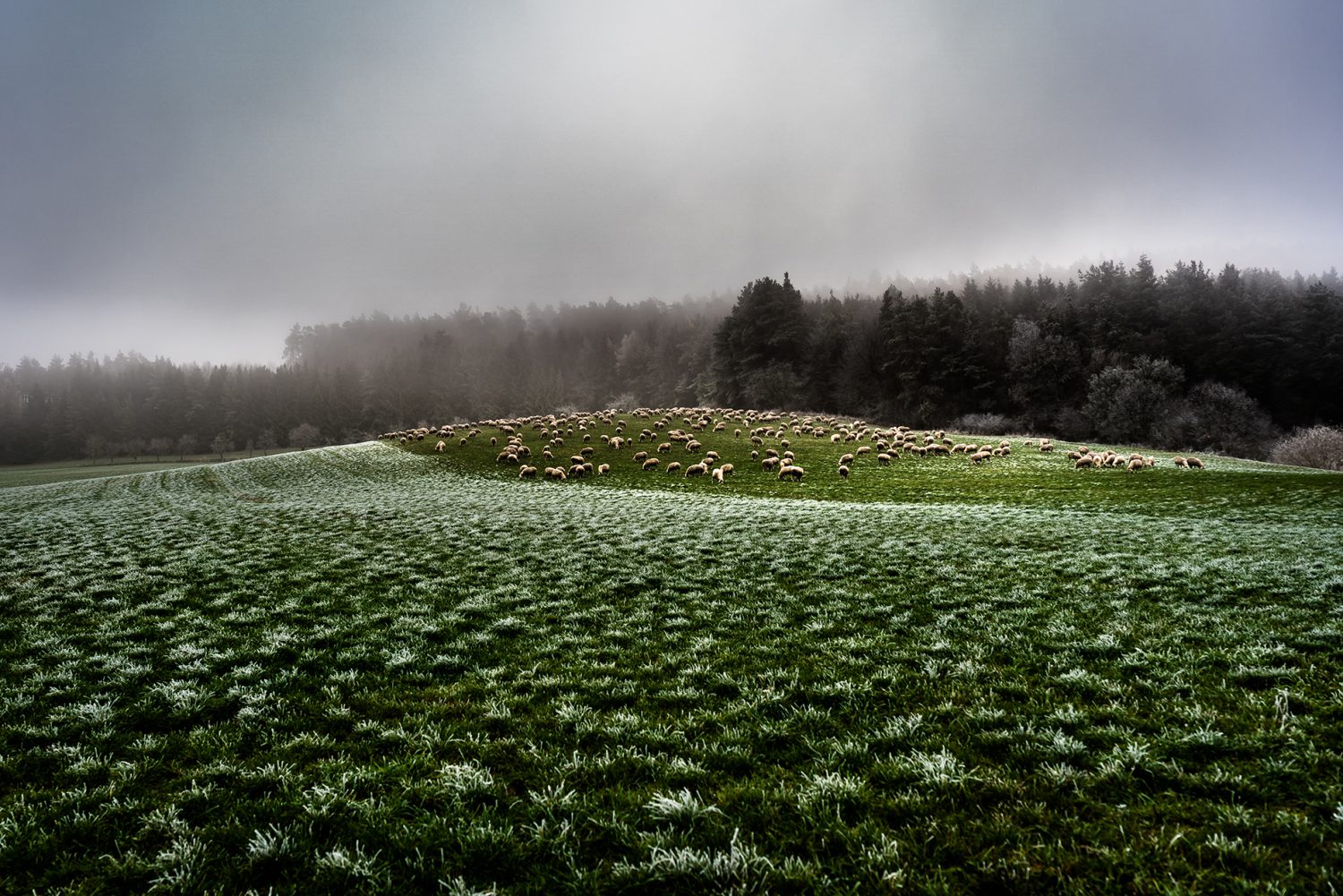 Schafe im Winter
